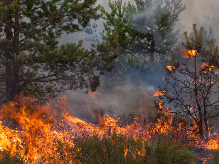 Vragen brandgevaar Berg en Bos