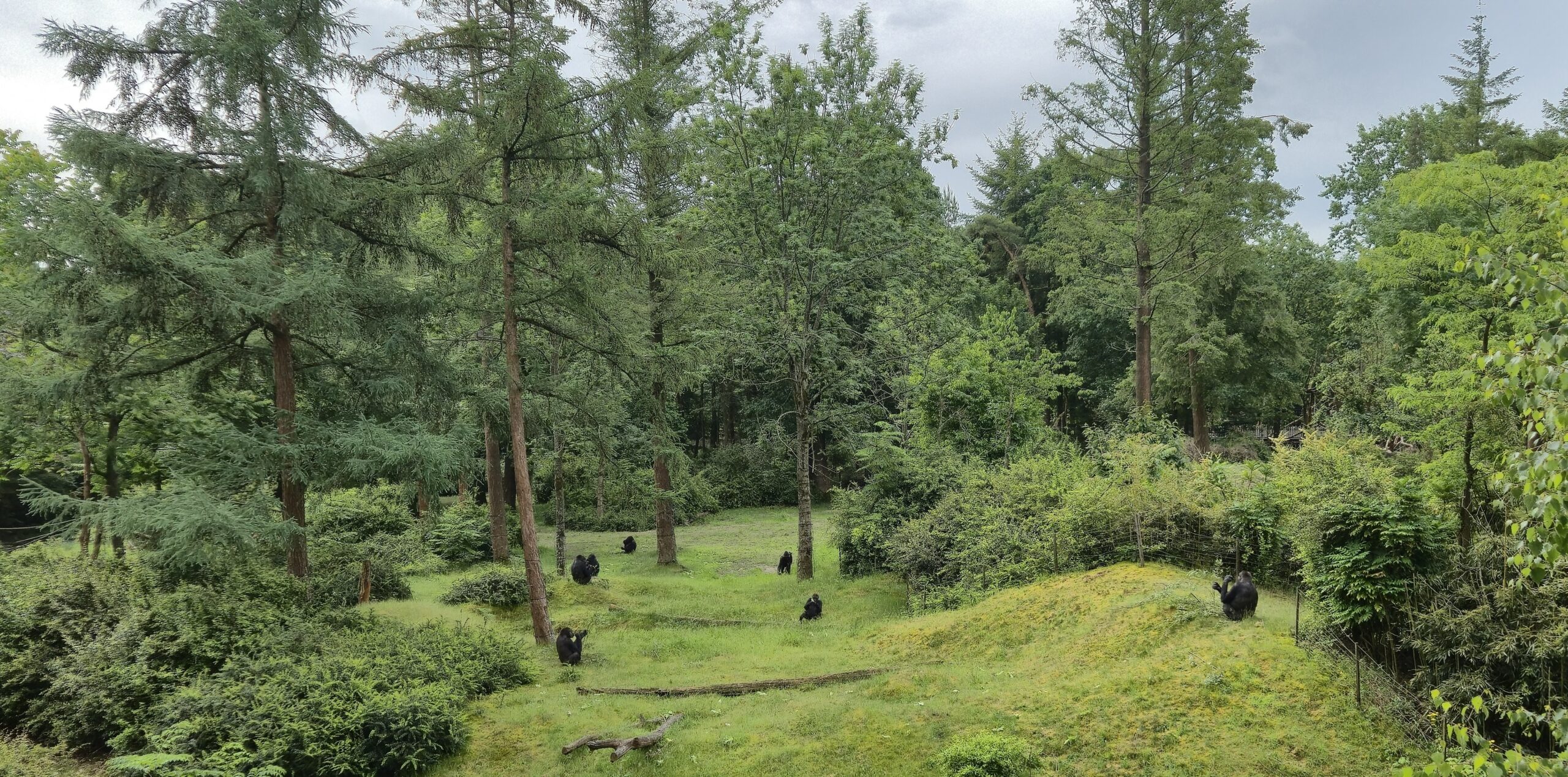 WijApeldoorn aanwezig bij Apenheul Ontbijt